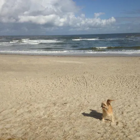 Seehund *